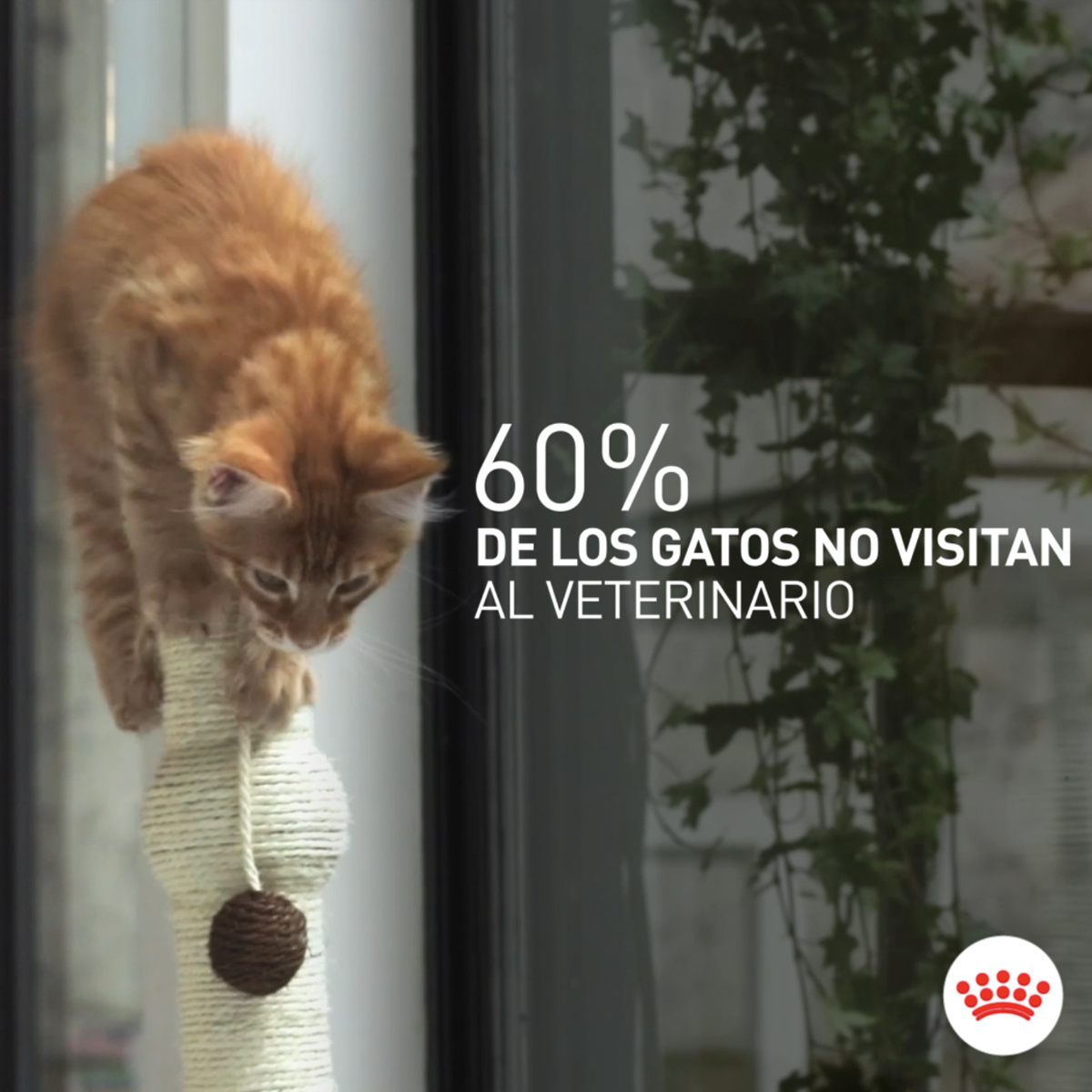 Royal Canin